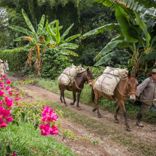 TG_151128_Antioquia_0296