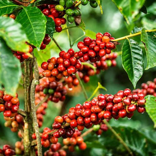coffee-cherries-2_11zon.jpg